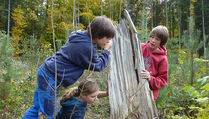 La forêt et ses cycles de vie